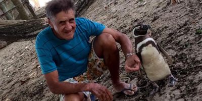 Пингвин каждый год возвращается к своему спасителю за 5000 километров