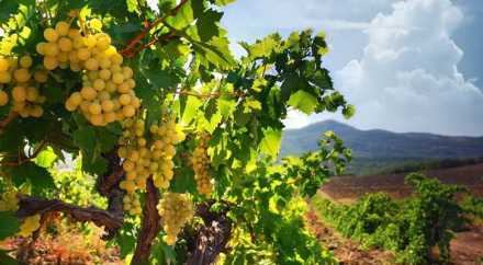 Закладка новых виноградников в Крыму в 2015 году увеличится вдвое