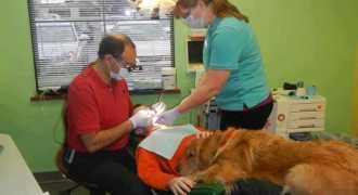 Стоматолог успокаивает детей при помощи собаки