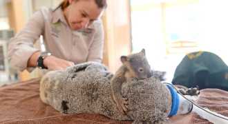Фото: Детёныш коалы обнимает маму во время операции