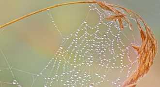 Учёные создали искусственную нить со свойствами паутины