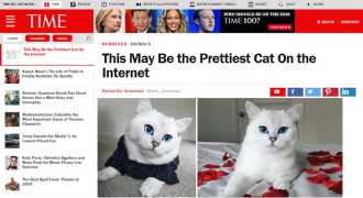 Time: «Возможно, самый симпатичный кот в интернете»