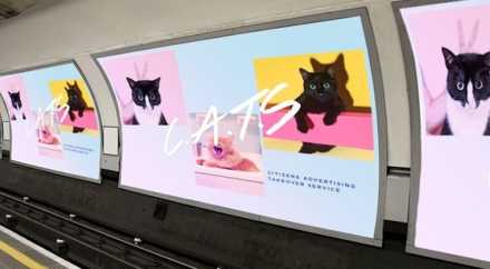 Фотографии кошек заменили рекламу в лондонском метро