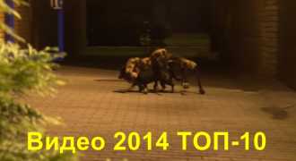 Лучшее видео 2014
