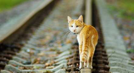 Машинист из Голландии остановил поезд ради спасения кошки