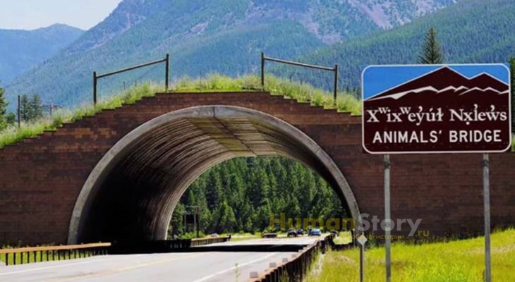 Переходы через дорогу, созданные в американском штате Монтана специально для животных