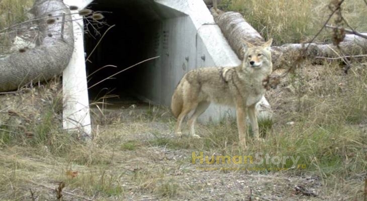 Волк выходит из подземного перехода, созданного в штате Монтана специально для животных