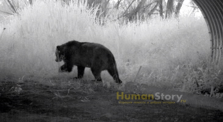 Медведица выходит из подземного перехода, созданного в штате Монтана специально для животных
