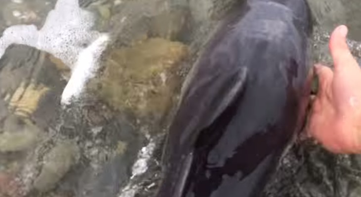 Спасение маленького дельфина