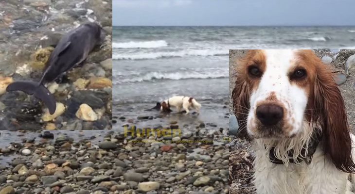 Собака спасла дельфинёнка от гибели на берегу