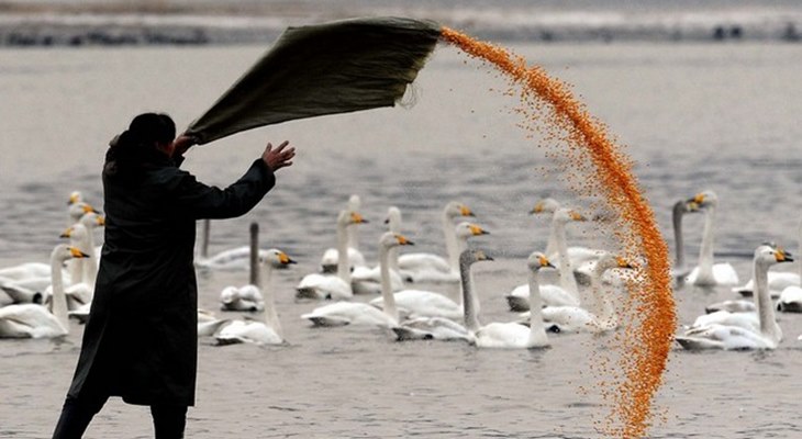 Сотрудники общества охраны животных занимаются искусственным кормлением лебедей на озере Санбмэнься в Китае