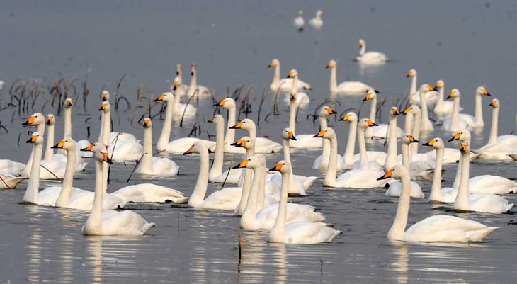 Природный парк «Лебединое озеро» в Китае