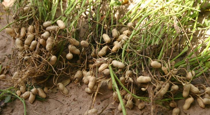 Арахис растёт в земле, поэтому его называют земляной орех
