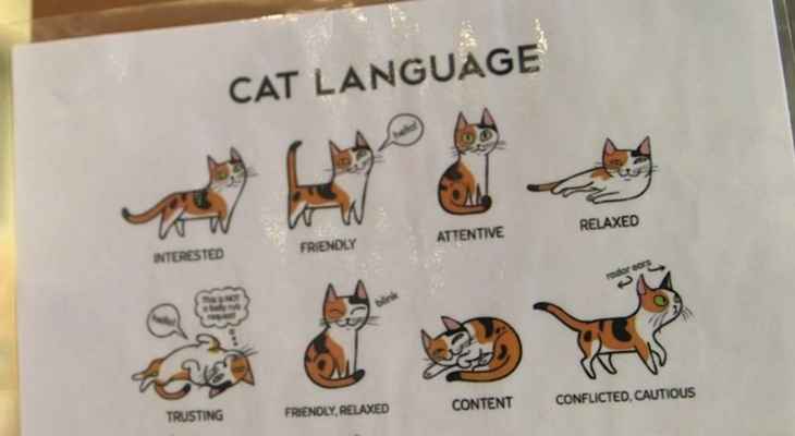 Учёные из Швеции начали изучать кошачий язык