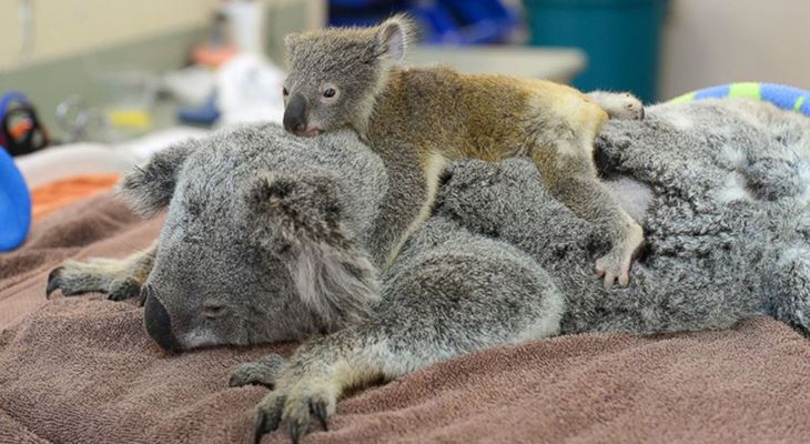 Детёныш коалы обнимает маму во время операции