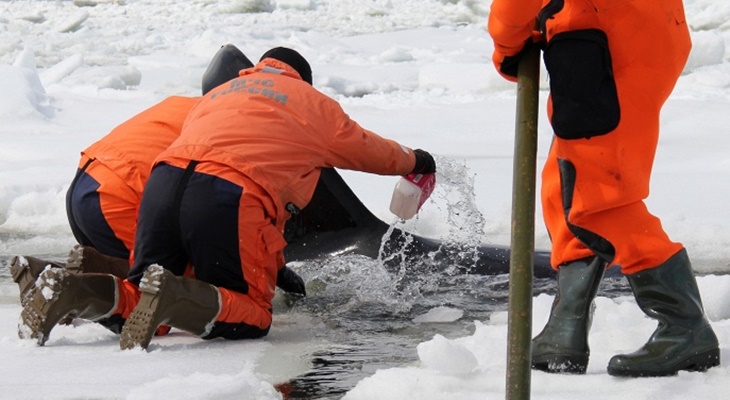 Четырёх косаток освободили из ледяного плена на Сахалине