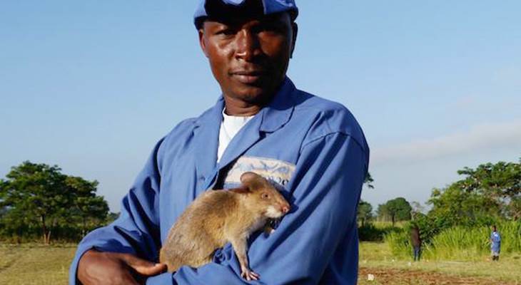 В Африке с помощью крыс нейтрализуют минные поля