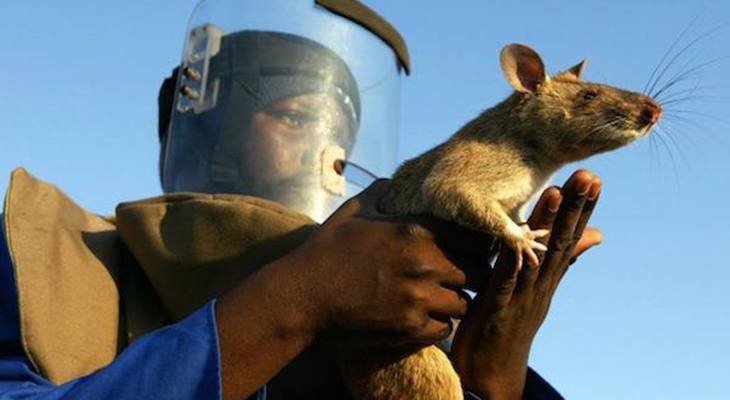 В Африке с помощью крыс нейтрализуют минные поля