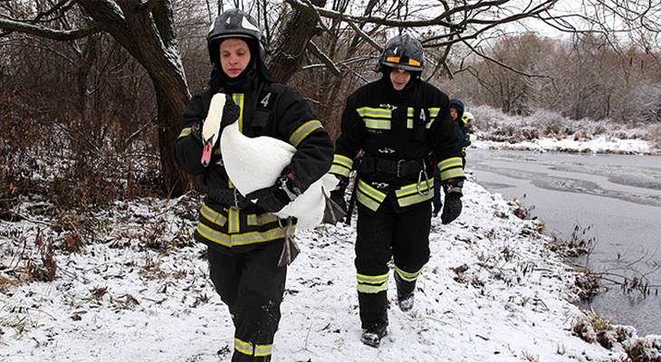 Лебедь остался на зиму в Москве из-за раненой подруги