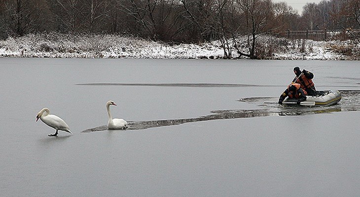 Лебедь остался на зиму в Москве из-за раненой подруги