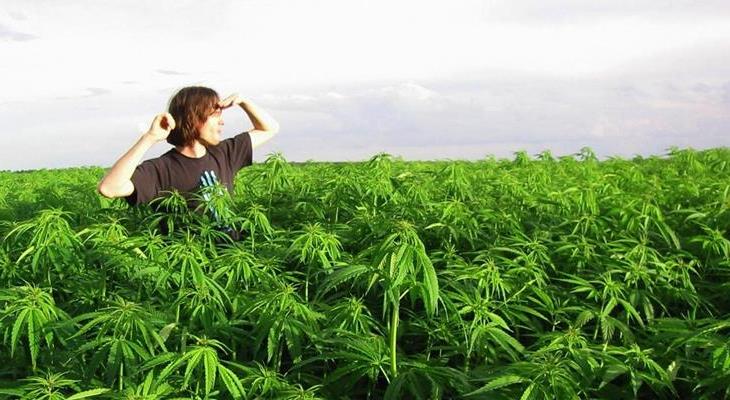 Легализация марихуаны в штате вашингтон амстердам марихуаны запрет