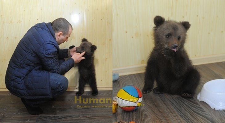2-месячного медвежонка, найденного в Перми, взяли в городской цирк