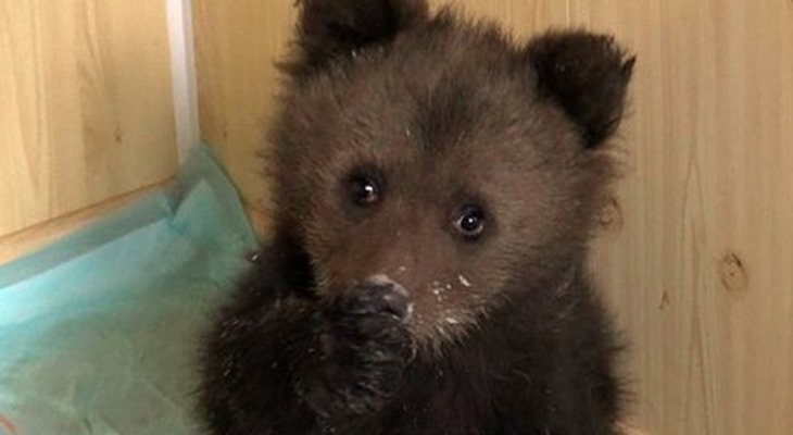 2-месячного медвежонка, найденного в Перми, взяли в городской цирк