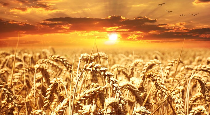 Россия становится мировым лидером рынка зерна