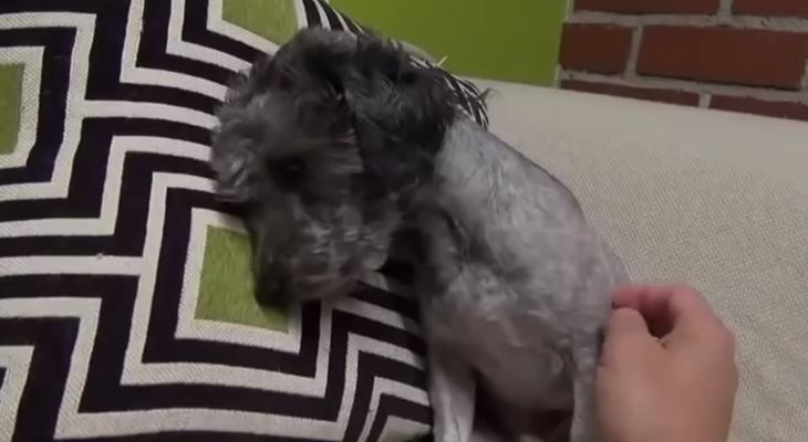 Накормленный и постриженный пёс уснул прямо сидя, прислонившись к диванной подушке
