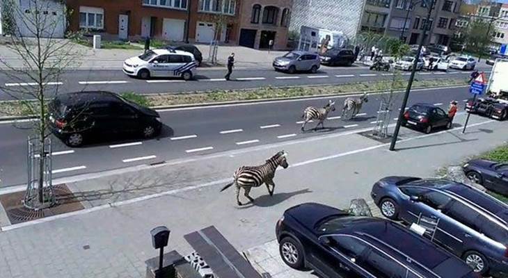 Три зебры бегали по центру Брюсселя