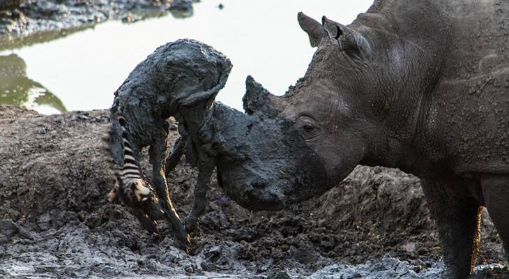 Носорог спас малыша зебры, вытащив его из грязи