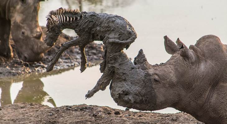 Носорог спас малыша зебры, вытащив его из грязи