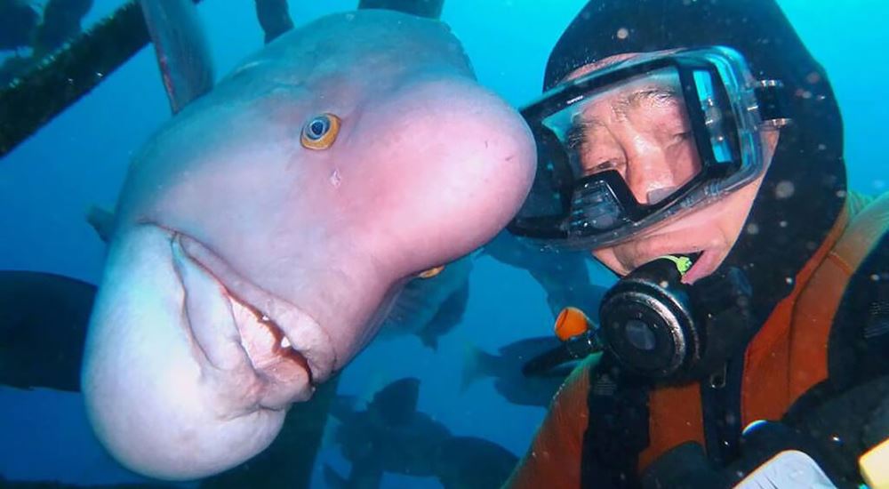 Японец 30 лет дружит с «человекоголовой» рыбой